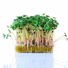 Микрозелень редиса зеленого XXL